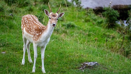 英国冰箱客服售后电话阐明（英国冰箱开理想大是几）